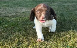 English Springer Spaniel dogs for sale: English Springer Spaniels - Image 15