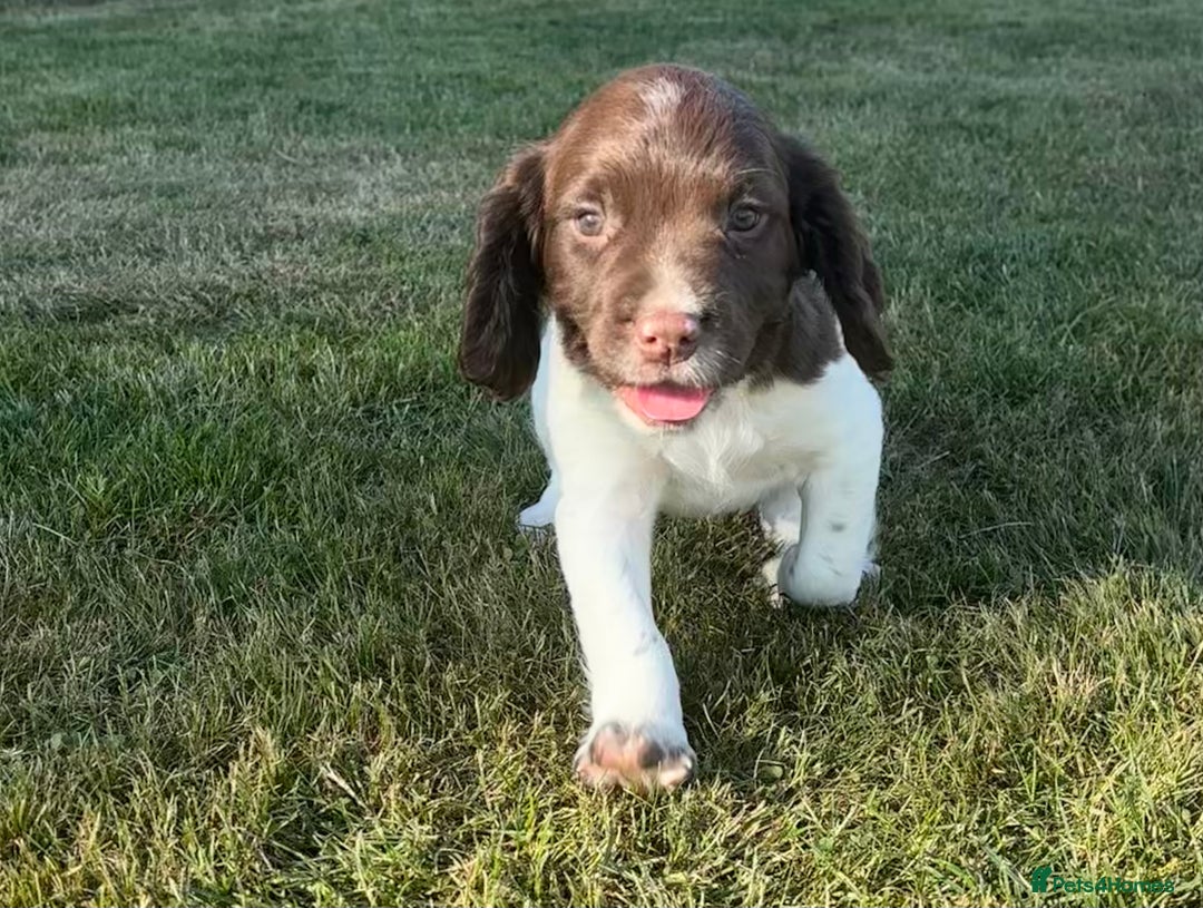 English Springer Spaniel dogs for sale: English Springer Spaniels - Image 15