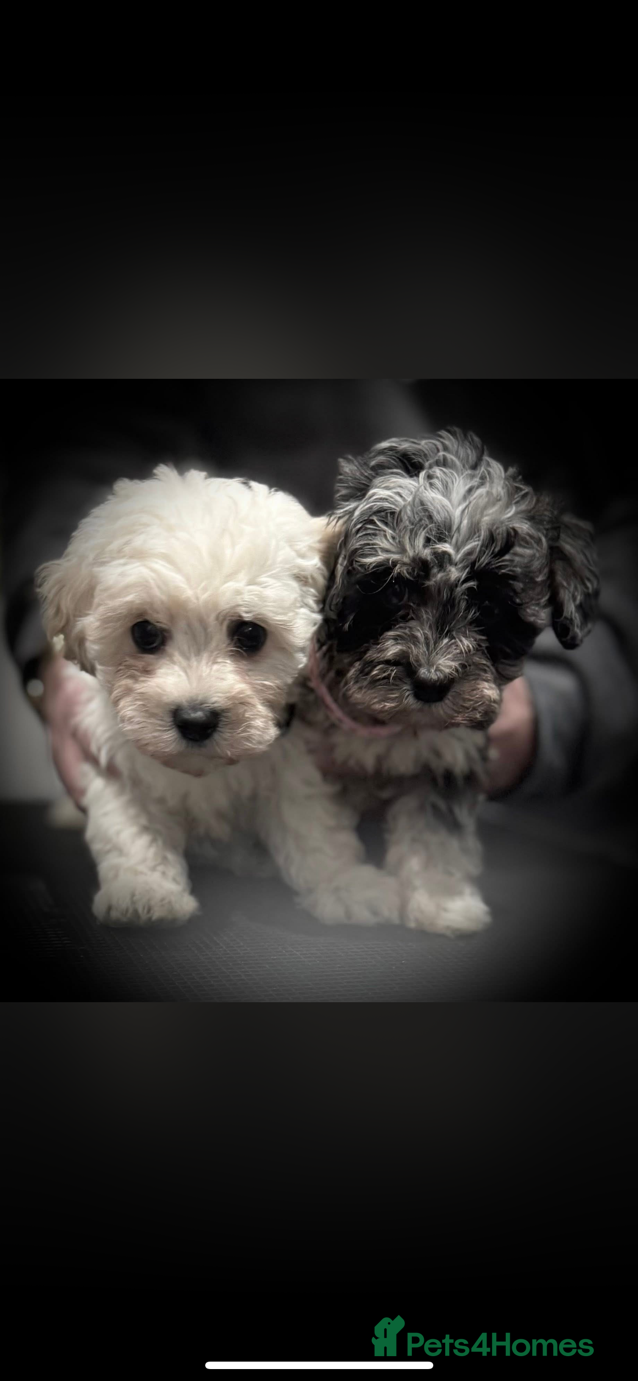 Maltipoo dogs F1 Maltipoo puppies  - Advert 4