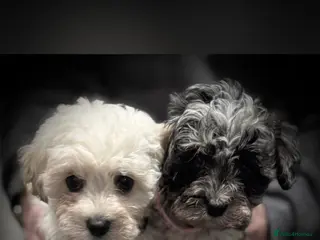 Maltipoo dogs F1 Maltipoo puppies - Advert 4