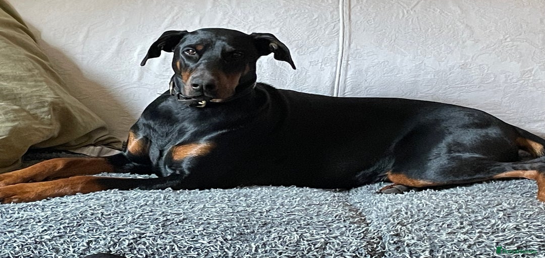 Gallery Image {{count}}