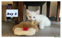 Mixed Breed cats for sale: 3 lovely kittens are looking for loving homes 🏡  - Image 7