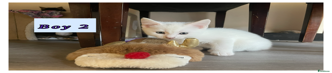 White shorthair BOY