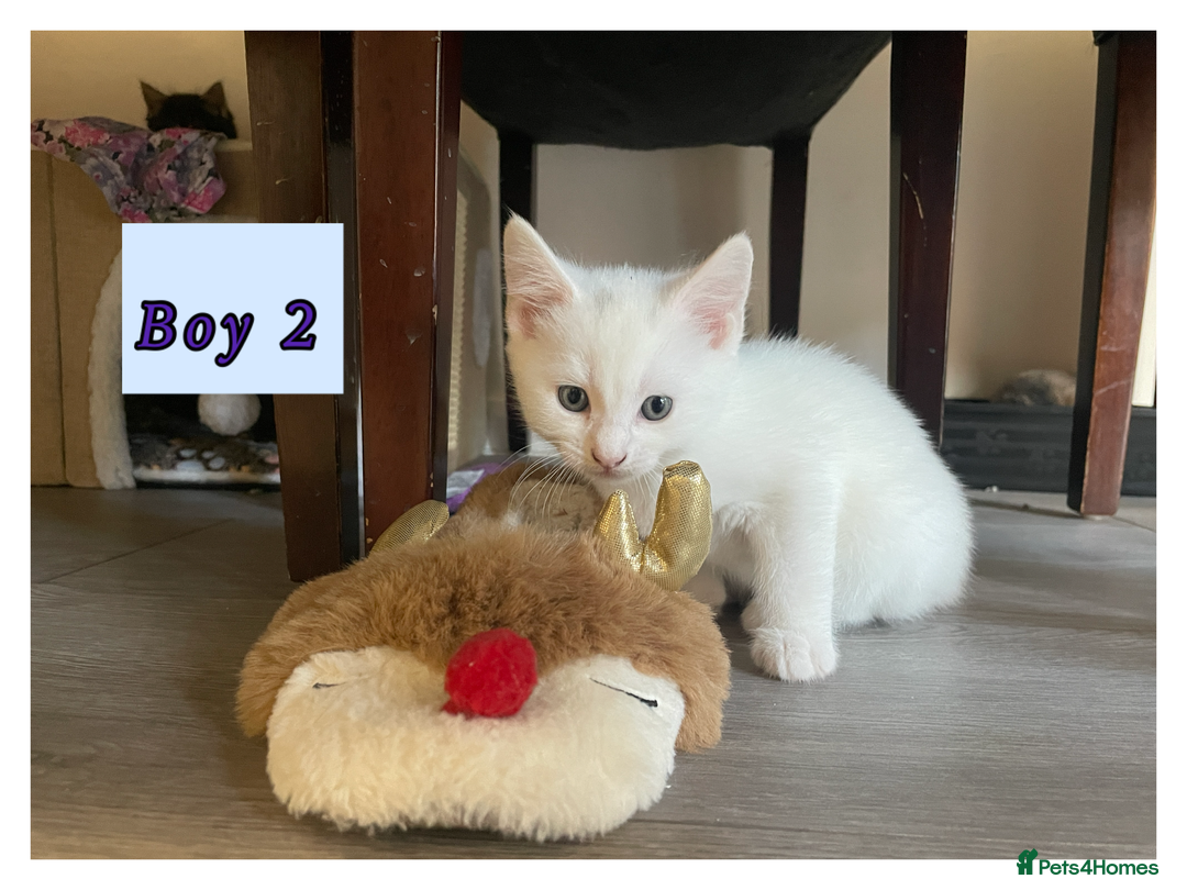 Mixed Breed cats for sale: 3 lovely kittens are looking for loving homes 🏡  - Image 7