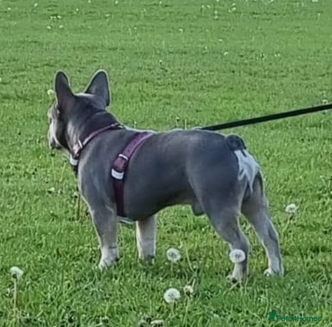 French Bulldog dogs for stud: Kye - Lilac and Tan Frenchie in St Albans - Advert 3