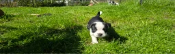 Mixed Breed dogs for sale: staffie, english bulldog, springer puppies in Ottery Saint Mary - Advert 11