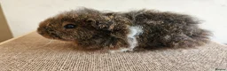 Guinea Pig rodents for sale: Baby female purebred texel guinea pig - Advert 2