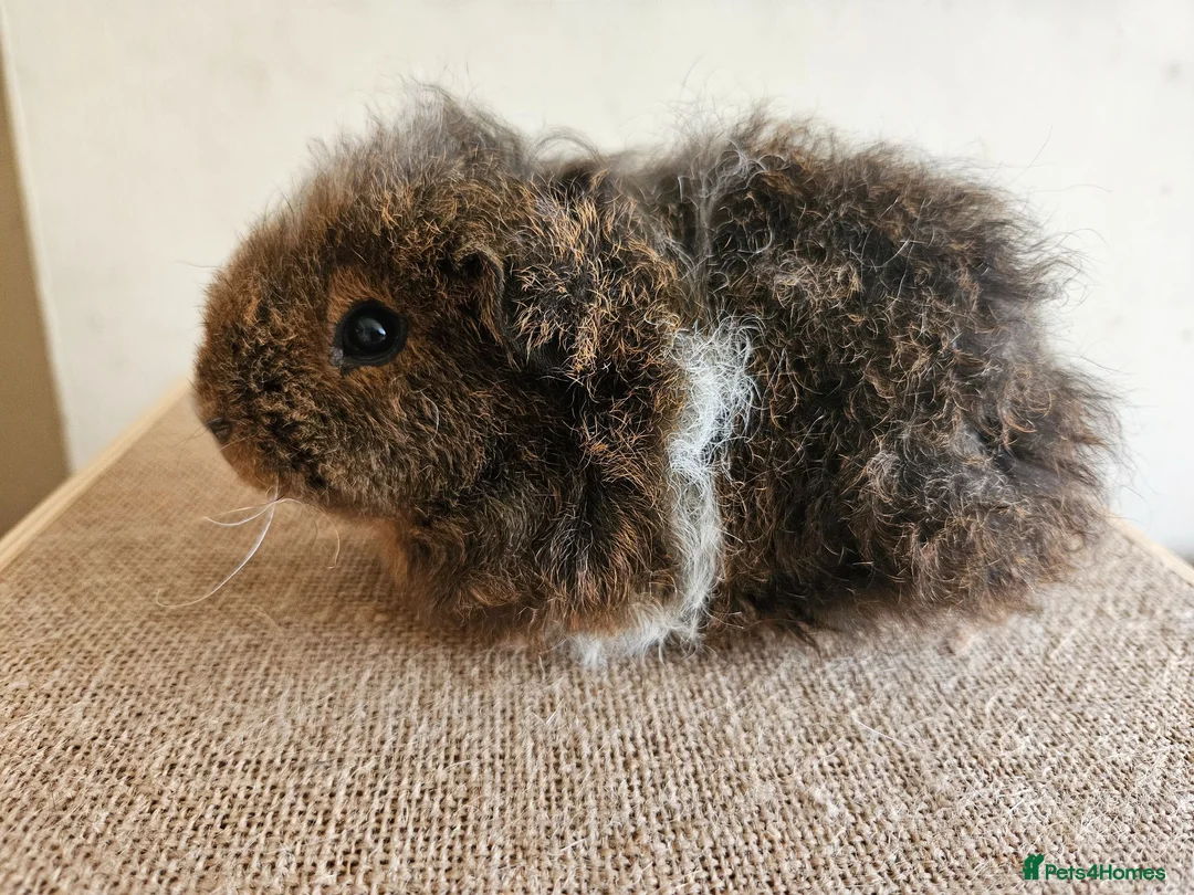Guinea Pig rodents for sale: Baby female purebred texel guinea pig - Advert 2