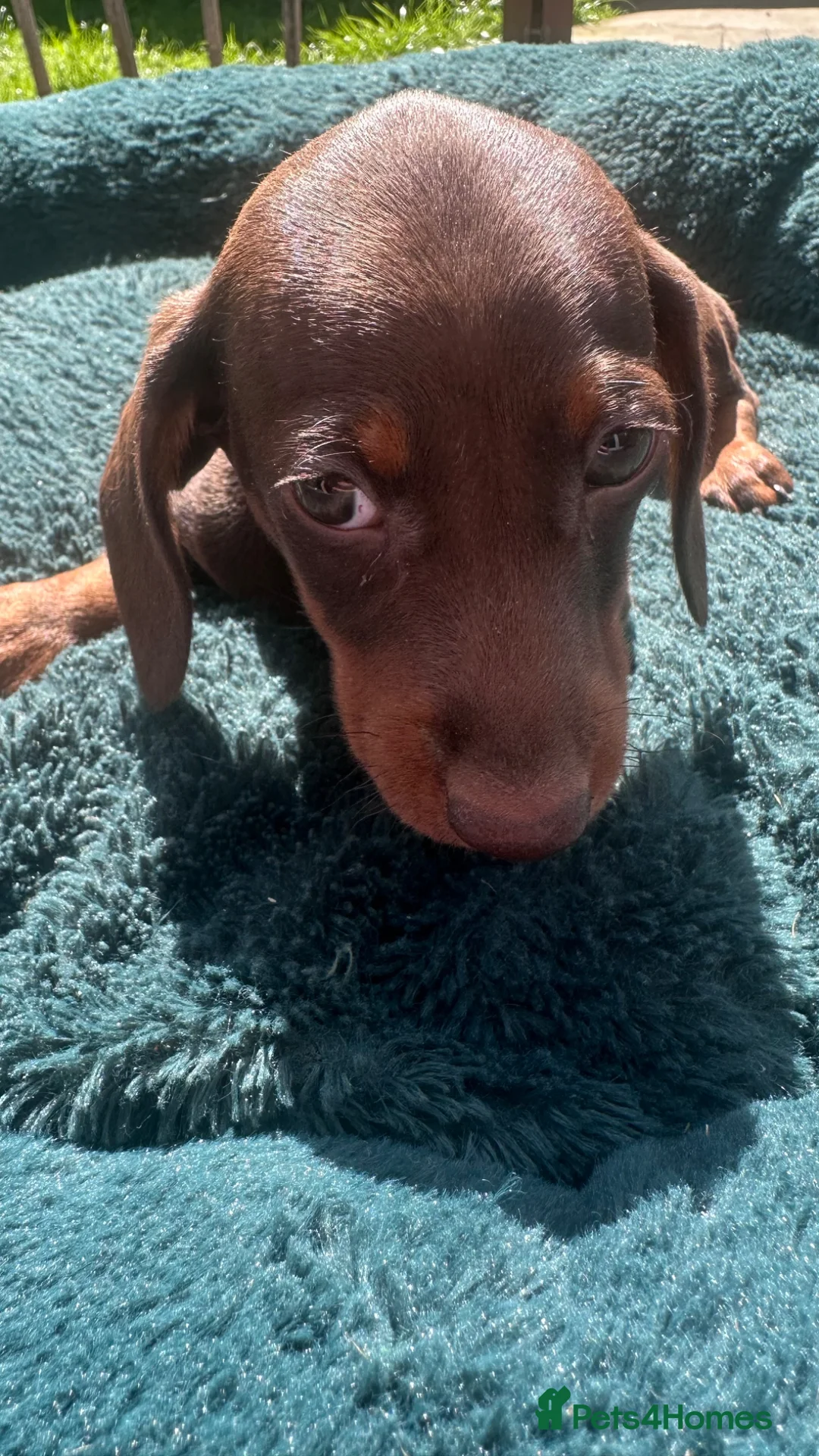 Miniature Dachshund dogs for sale: Miniature Kc registered Pra clear - Advert 5