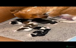 Jack Russell dogs for sale: Stunning Jack Russell puppies - Image 5