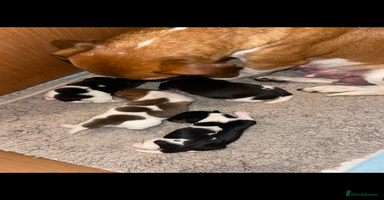 Jack Russell dogs - Advert 11