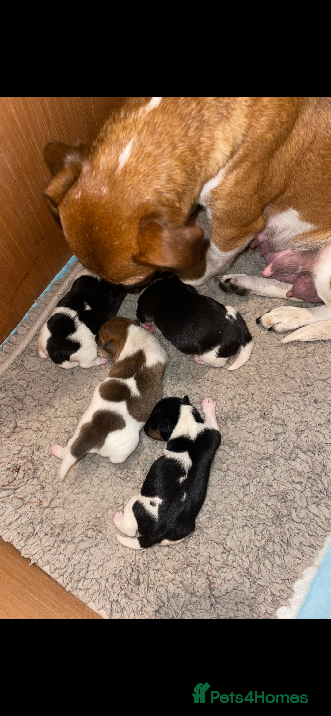 Jack Russell dogs for sale: Stunning Jack Russell puppies - Image 5