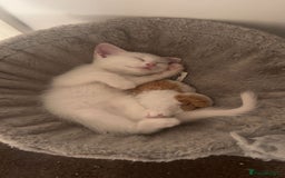Scottish Fold cats for sale: 3 Scottish folds and 1 Scottish straight - Image 2