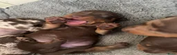 Miniature Dachshund dogs for sale: Short-haired miniature dachshund  in Tenby - Advert 8