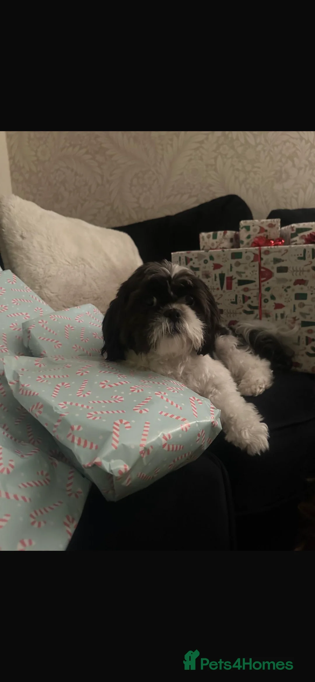 Shih Tzu dogs for sale: Shih Tzu - Advert 4