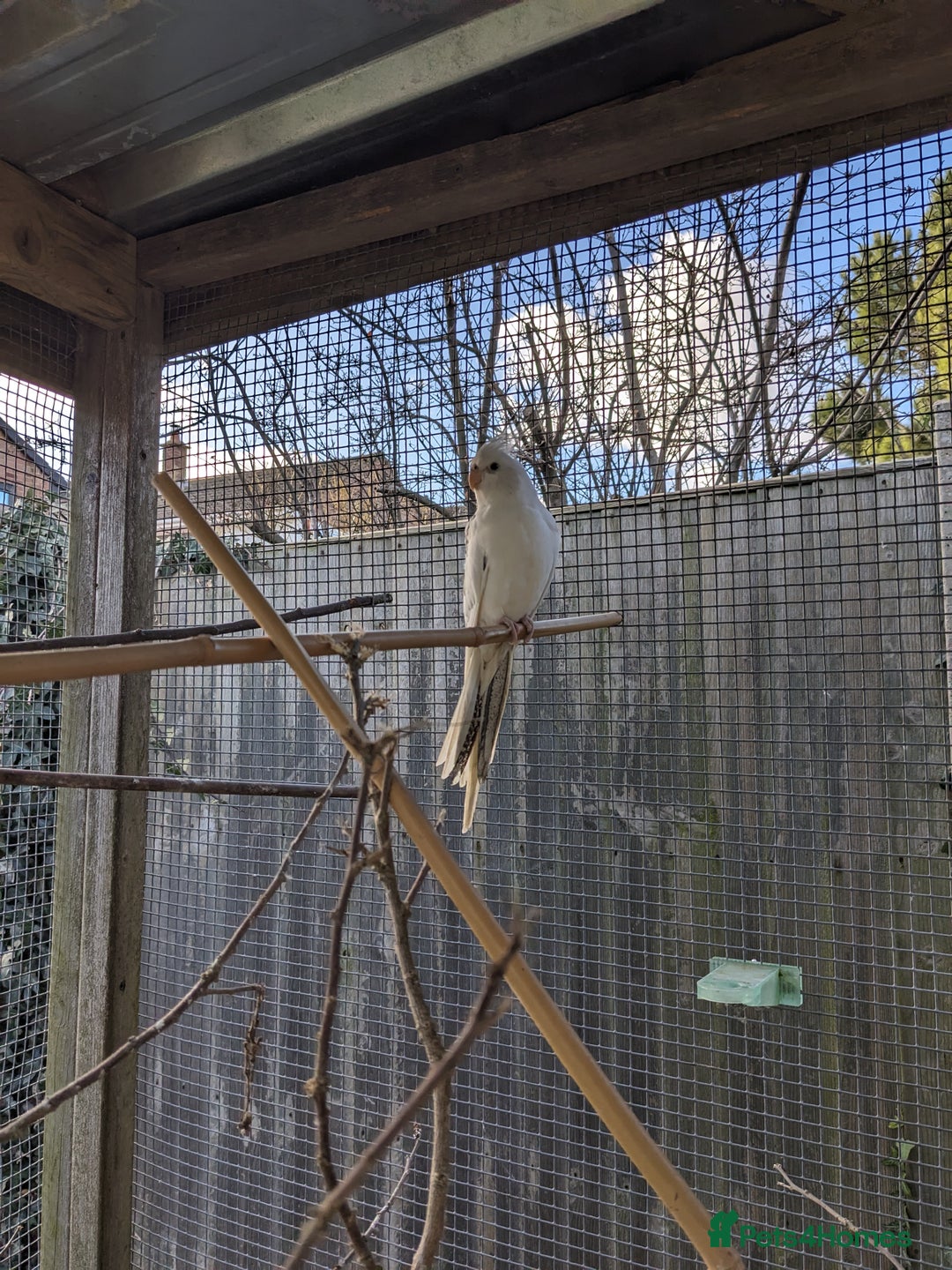 Cockatiels birds for sale: One male and one female 4 month old cockatiels. - Advert 19