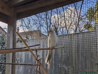 Cockatiels birds One male and one female 4 month old cockatiels. - Advert 1