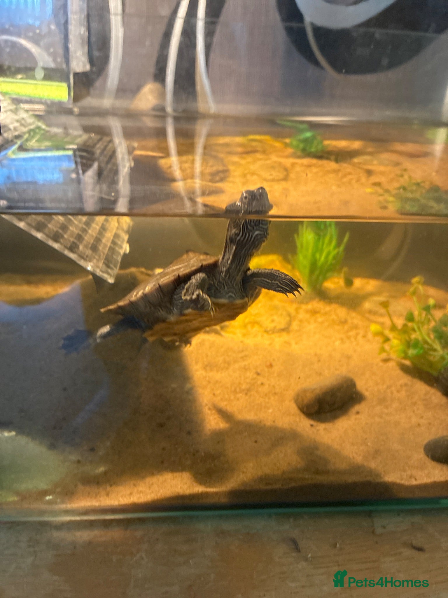 Turtle reptiles Mississippi map turtle 5 months old - Advert 2