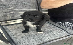 Mixed Breed dogs for sale: Cockerpoo x bordercollie puppies - Image 13