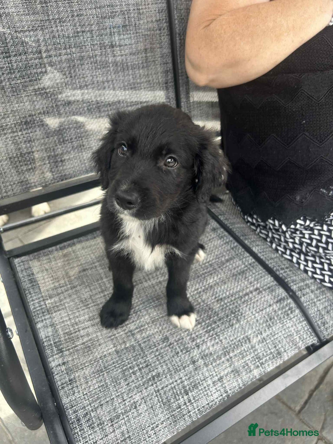 Mixed Breed dogs for sale: Cockerpoo x bordercollie puppies - Image 13