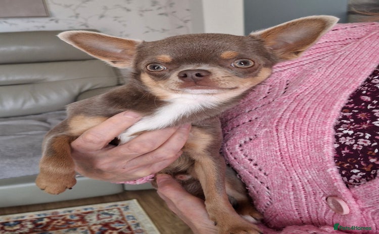 Chihuahua dogs - Advert 1