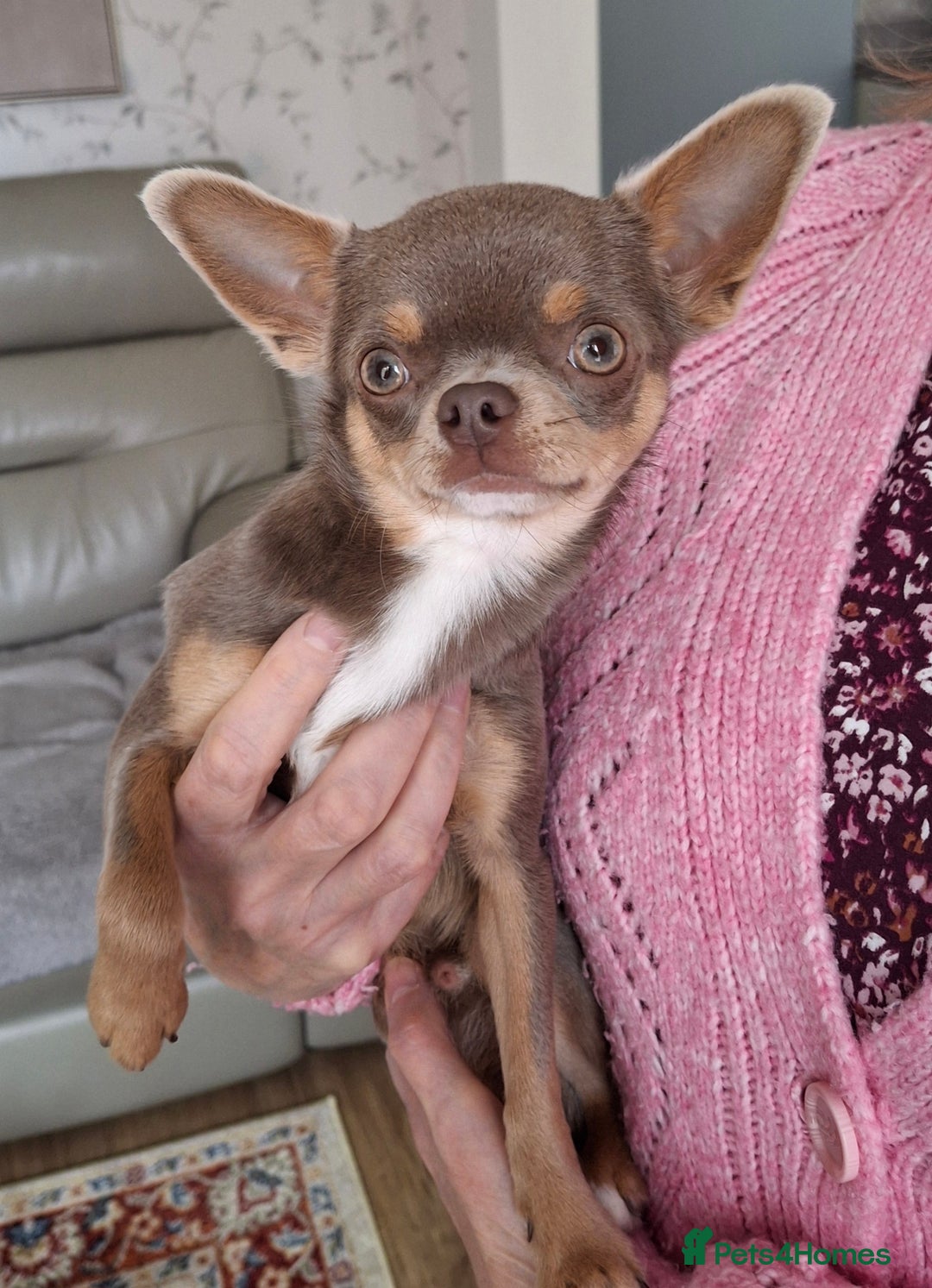 Chihuahua dogs for sale: Chihuahua Lilac & Tan Boy. - Image 1