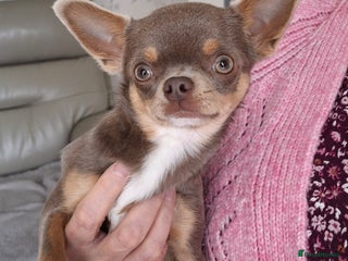 Chihuahua dogs - Advert 1