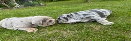 English Bulldog dogs for sale: Top Quality English Bulldog Pups Not Your Usual  in Colchester - Advert 17