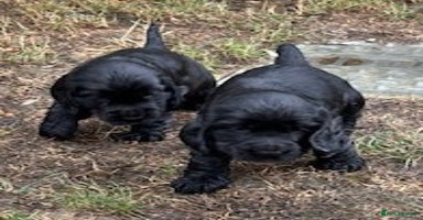 Cocker Spaniel dogs - Advert 16
