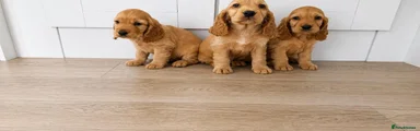 Cocker Spaniel 2