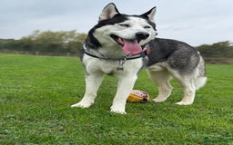 Siberian Husky dogs for stud: Siberian Husky For First Time Stud - Advert 3