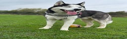 Siberian Husky dogs for stud: Siberian Husky For First Time Stud - Advert 3