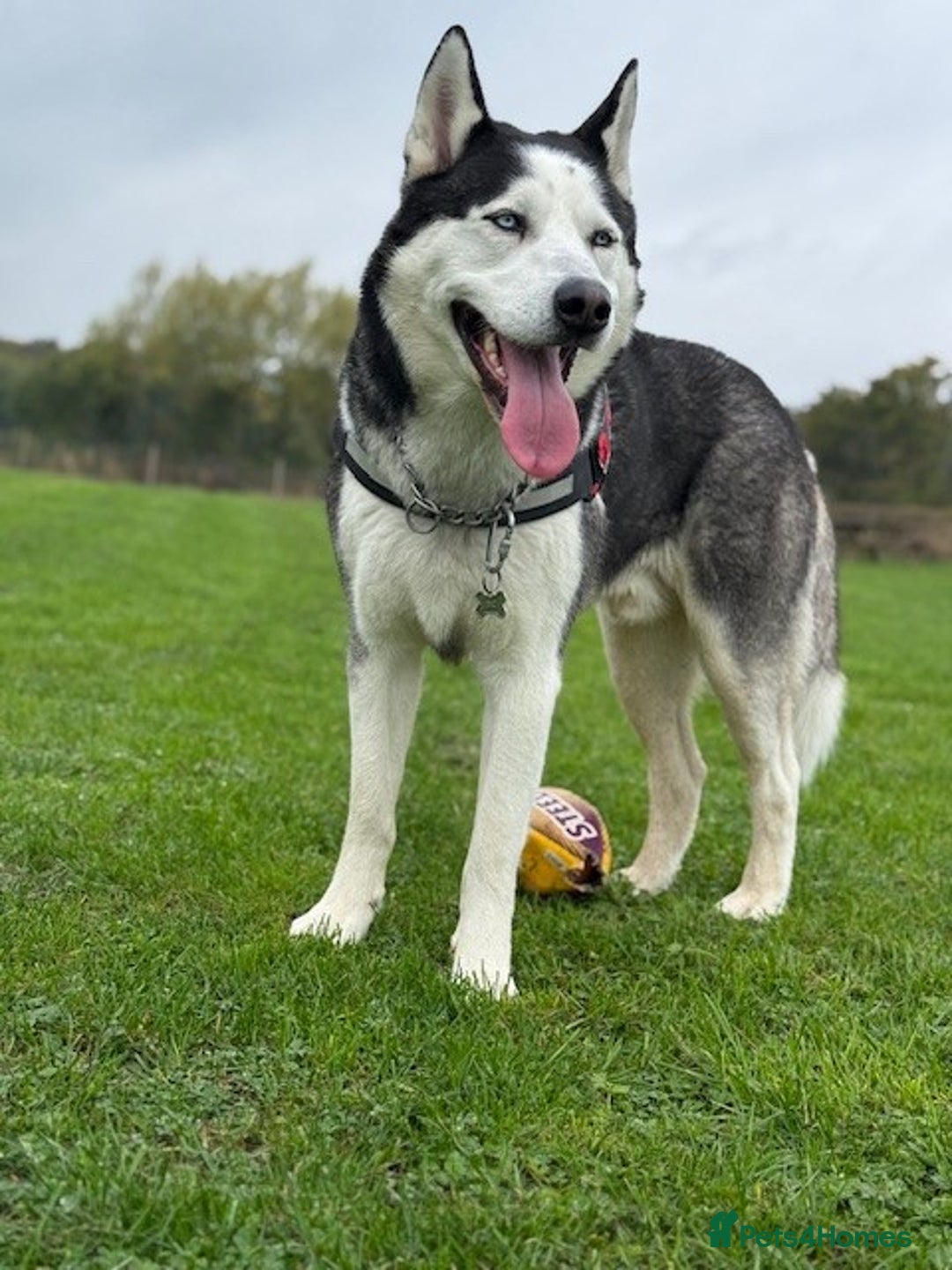 Siberian Husky dogs for stud: Siberian Husky For First Time Stud - Advert 3