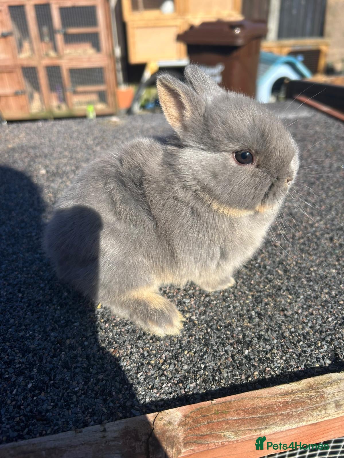 Netherland Dwarf rabbits Netherland dwarf babys  - Advert 1