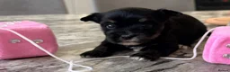 Biewer Terrier dogs for sale: Yorkshire terrier  - Advert 5