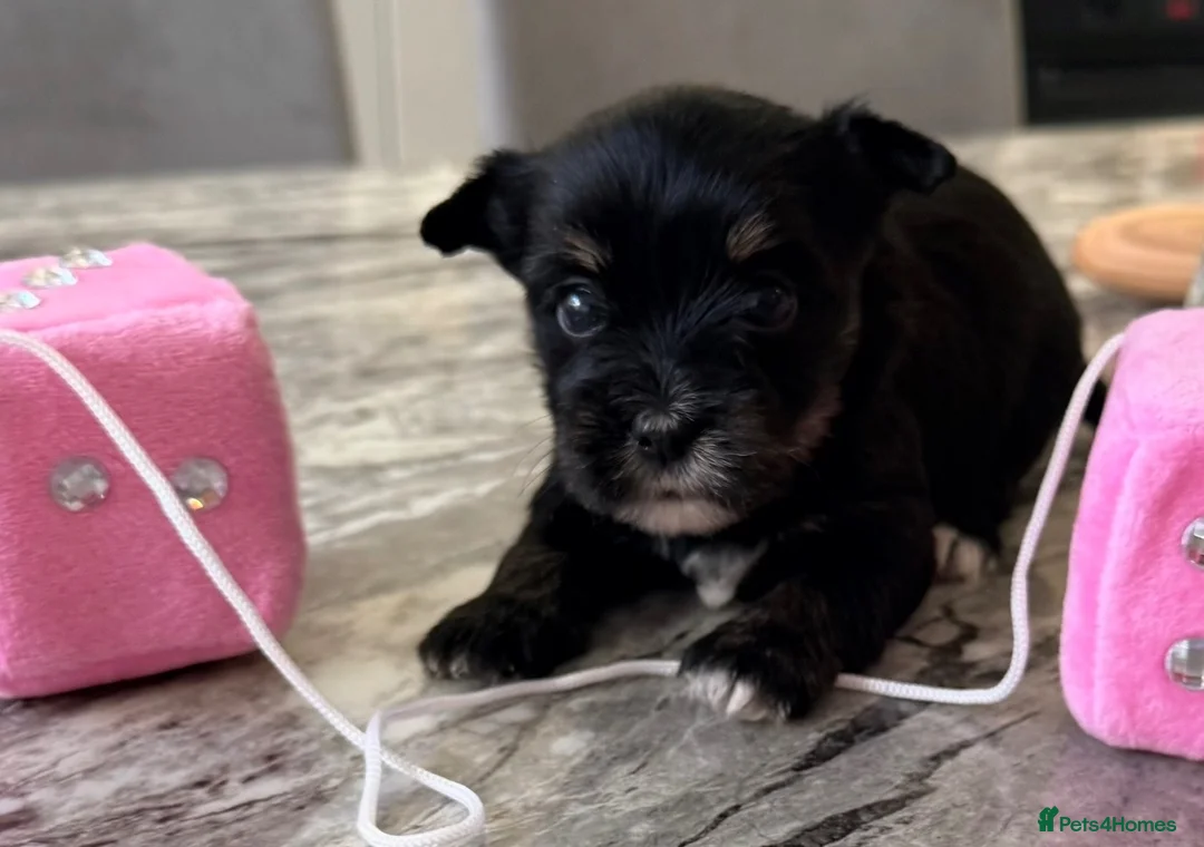 Biewer Terrier dogs for sale: Yorkshire terrier  - Advert 5