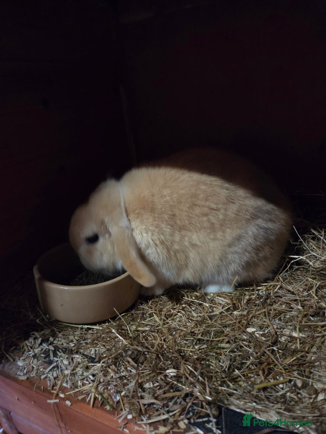Mini Lop rabbits for sale: ❤️mini lop & mini rex girls available ❤️ - Advert 6