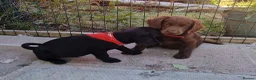 Labradoodle dogs for sale: 7 beautiful miniature labradoodles  - Advert 14