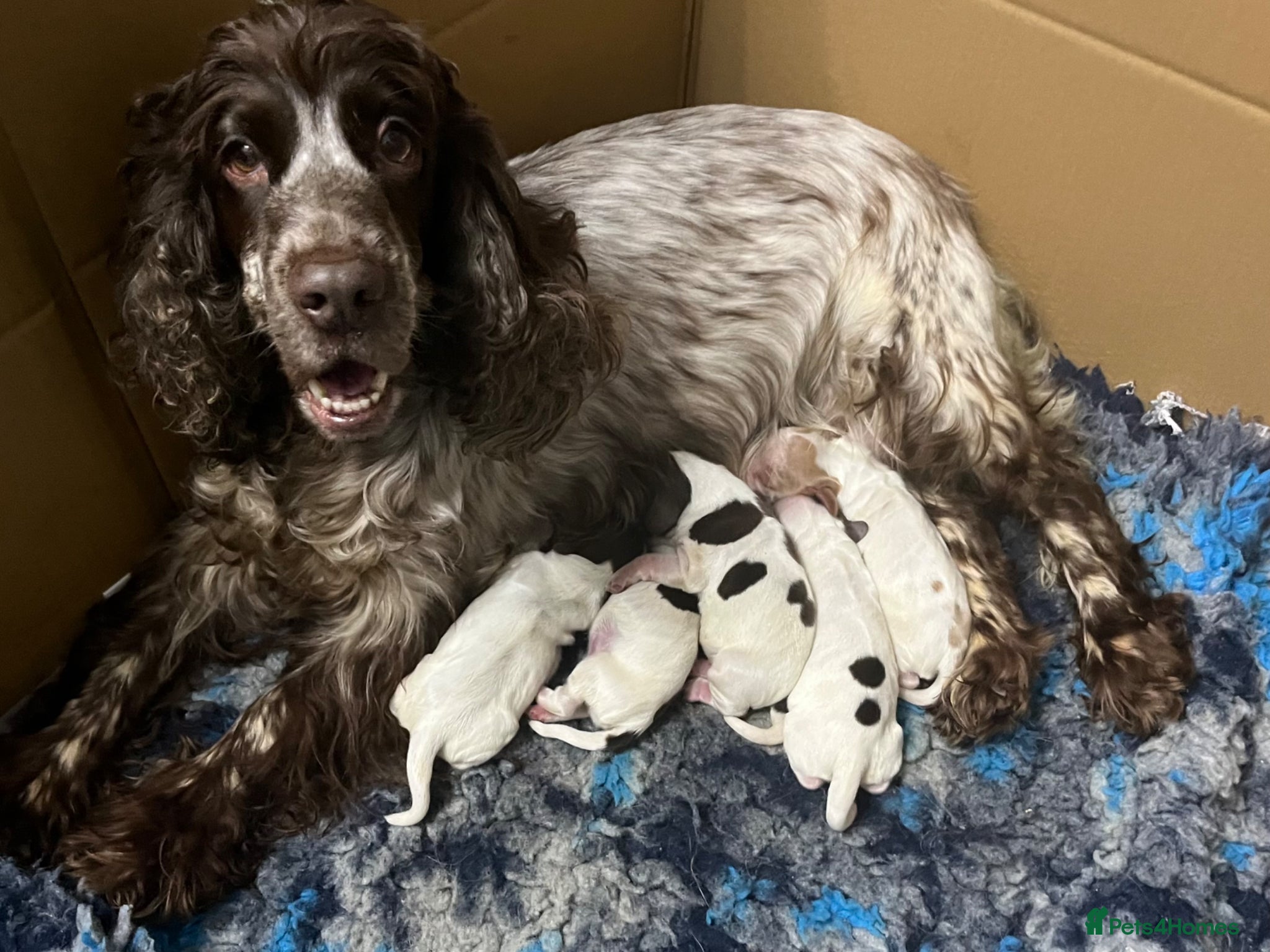 Cocker Spaniel dogs GORGEOUS KC reg, SHOW COCKER PUPS - Advert 1