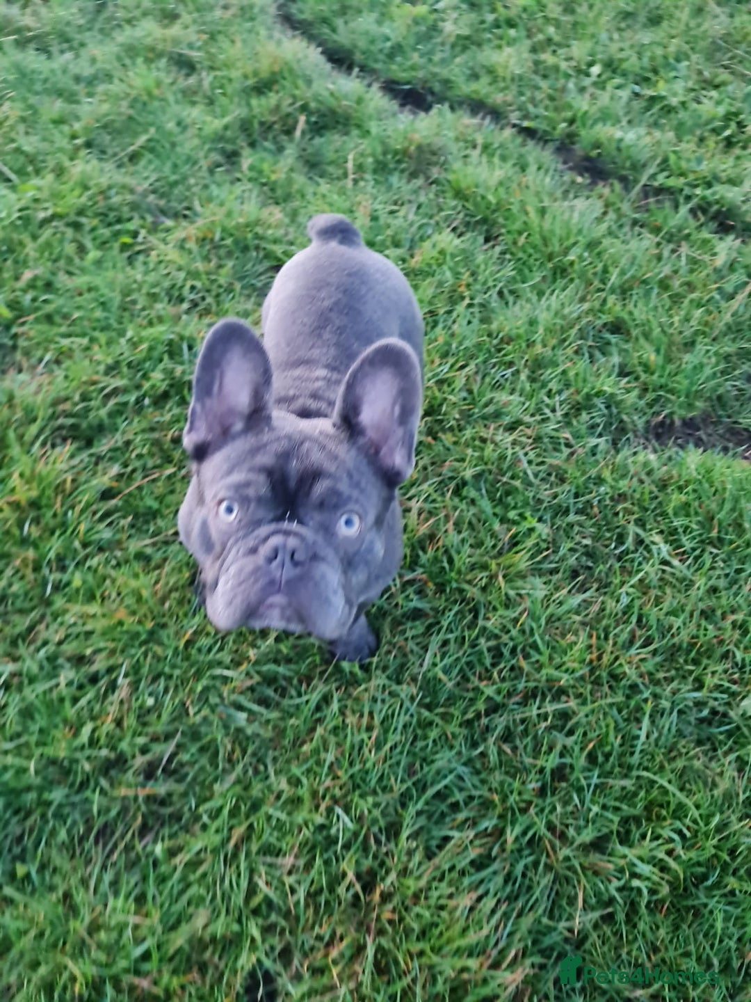 French Bulldog dogs for stud: French bulldog for stud - Advert 2