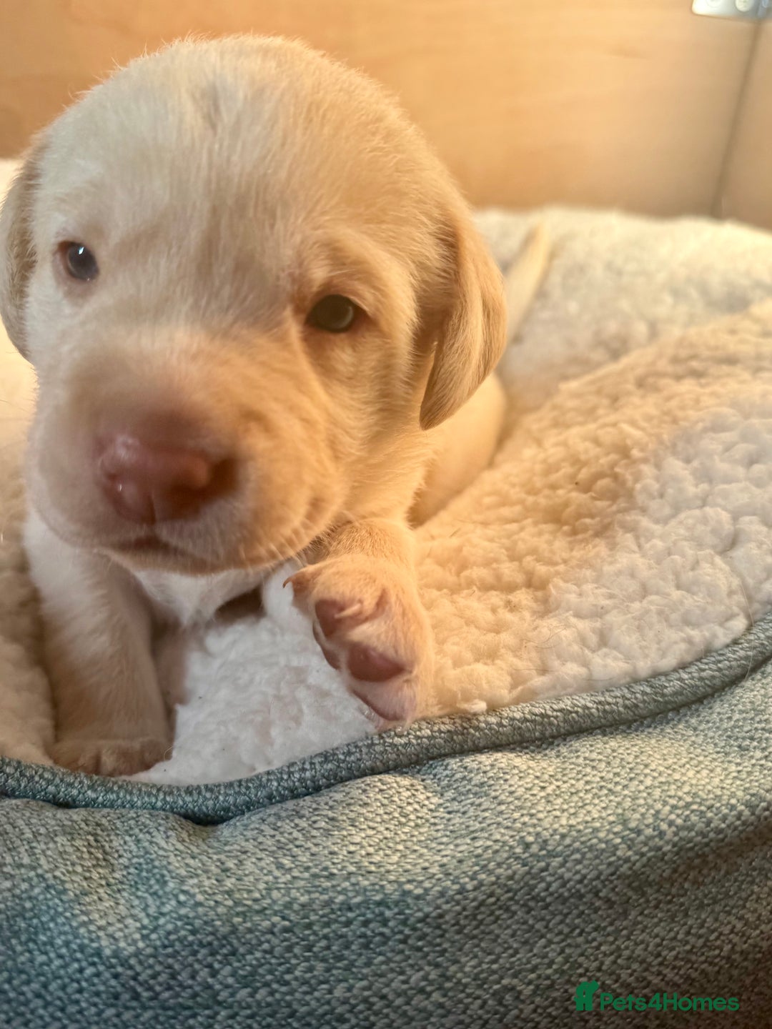 Labrador Retriever dogs for sale: EXCELLENT &UNIQUE LAB PUPPIES AV 12 NOV £1450 - Image 18