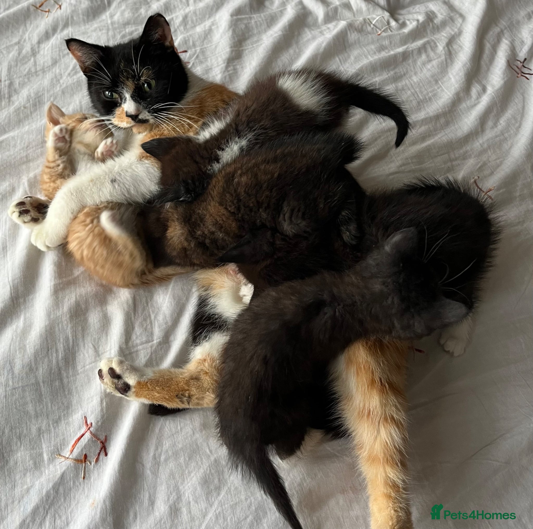 Mixed Breed cats for sale: 3 beautiful kittens for sale  - Advert 1
