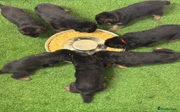 German Shepherd dogs for sale: Top Quality German Shepherd puppies  - Image 5