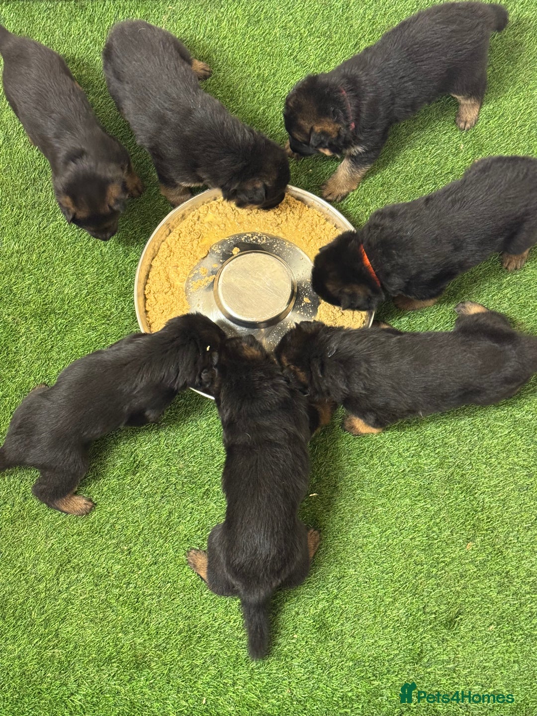 German Shepherd dogs for sale: Top Quality German Shepherd puppies  - Image 5