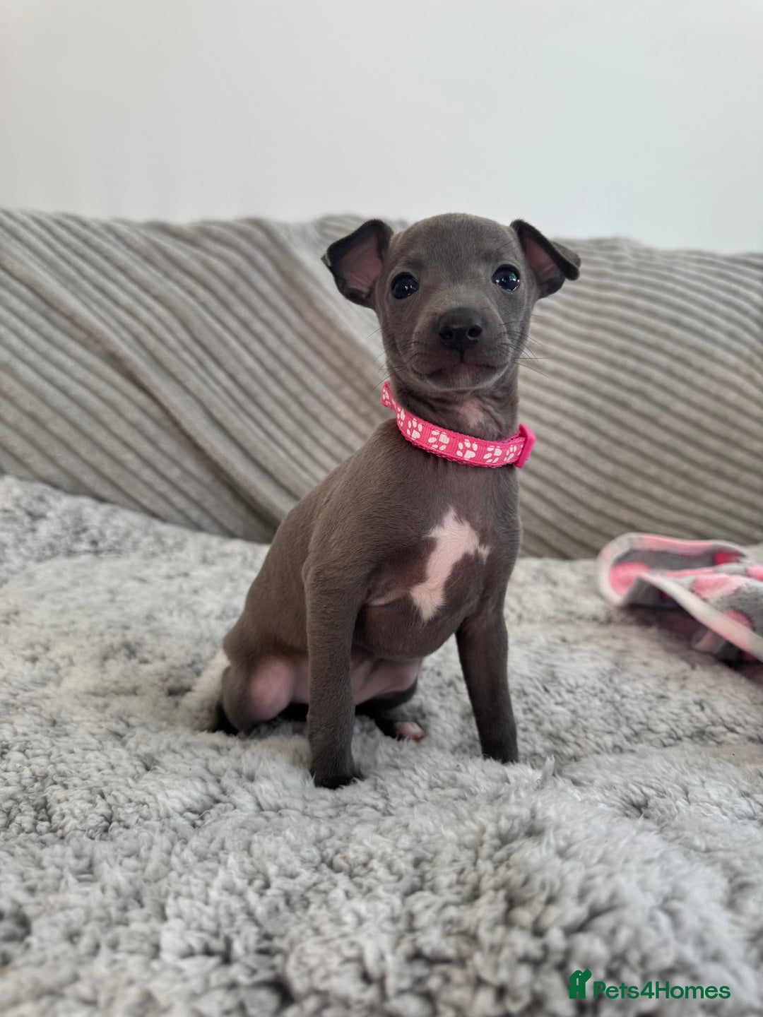 Italian Greyhound dogs for sale: KC registered blue Italian greyhounds for sale - Advert 22