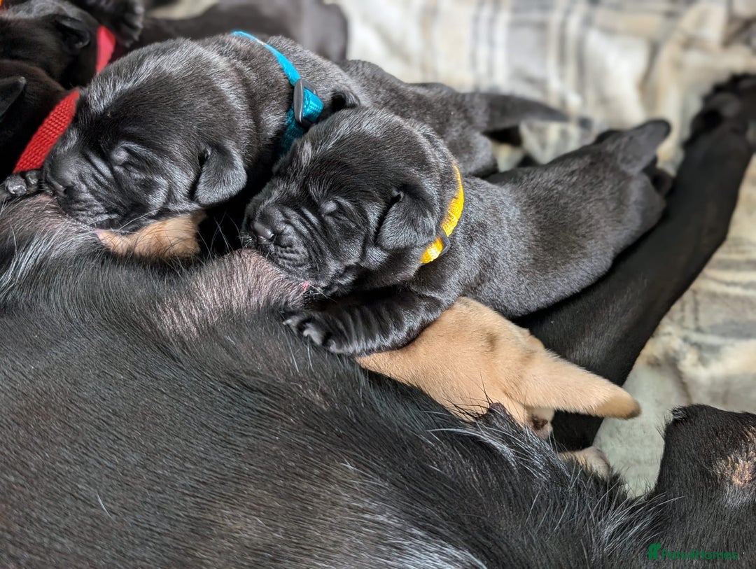 Labrador Retriever dogs for sale: Labrador puppies - (5 weeks free insurance) - Image 6