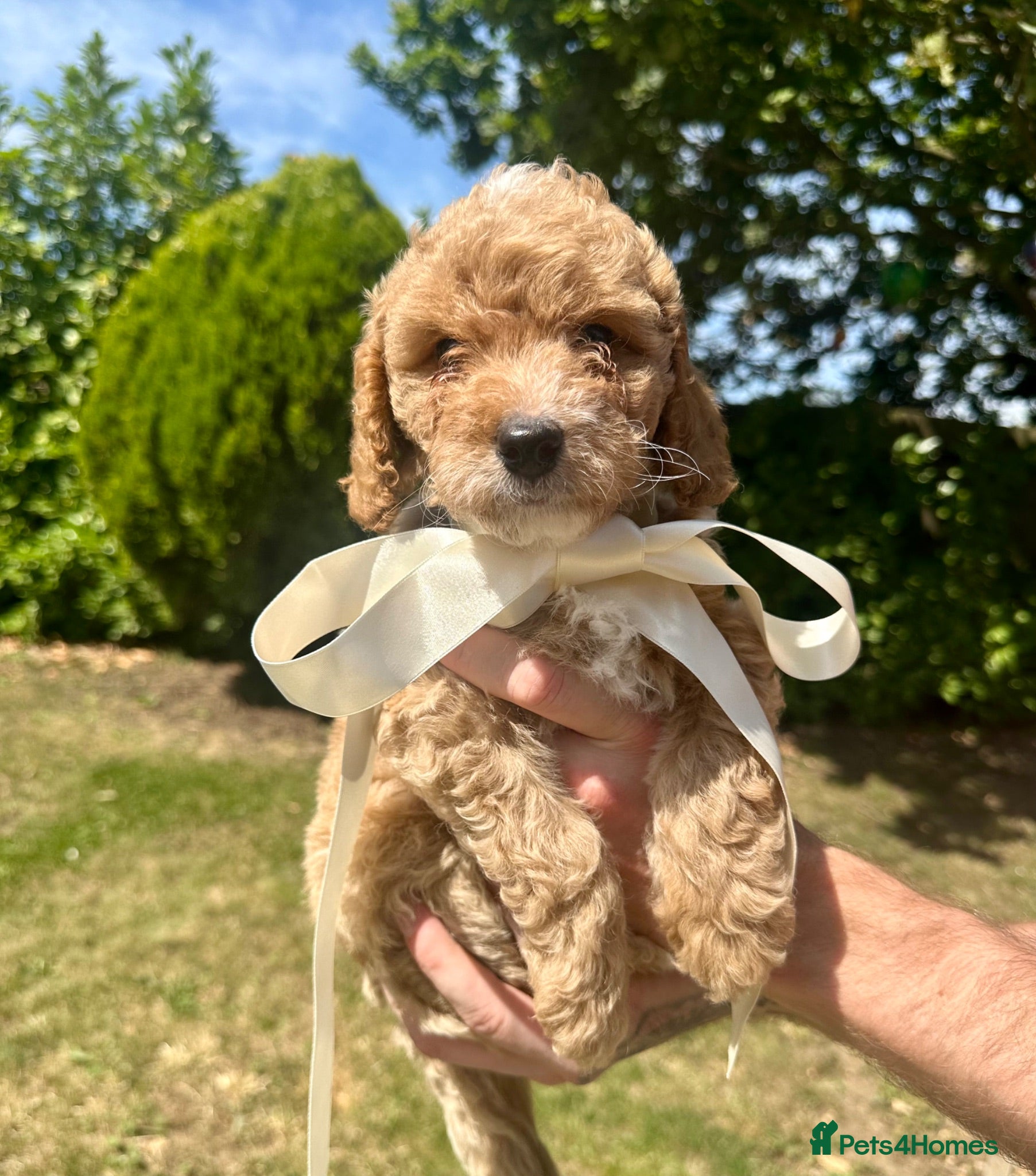 Shihpoo dogs ONE LEFT REDUCED Stunning Shihpoo FB1 Puppies - Advert 8