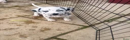 Dalmatian dogs for sale: Outstanding champion bred Kc Reg Dalmation puppys - Advert 10