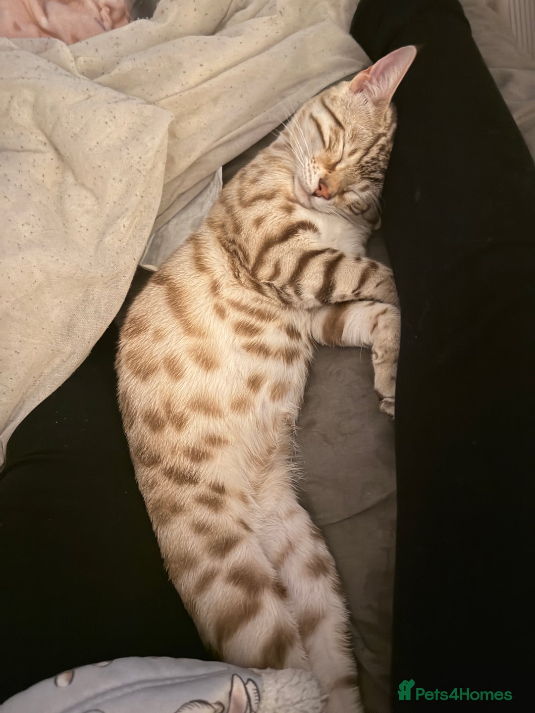 Bengal cats for sale: Snow lynx bengal male need gone asap - Image 3