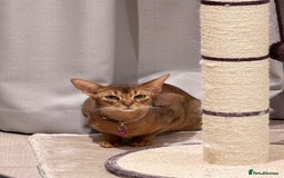 Abyssinian cats for sale: 🏆🏆🏆Beautiful Ruddy Abyssinian Cat🏆🏆🏆 - Advert 3